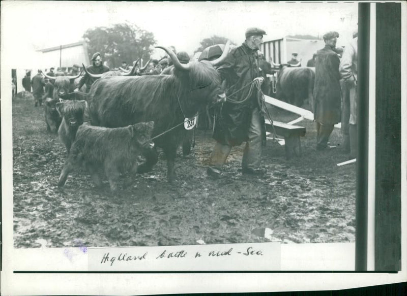 Animal , Cattle: Highland Cattle. - Vintage Photograph