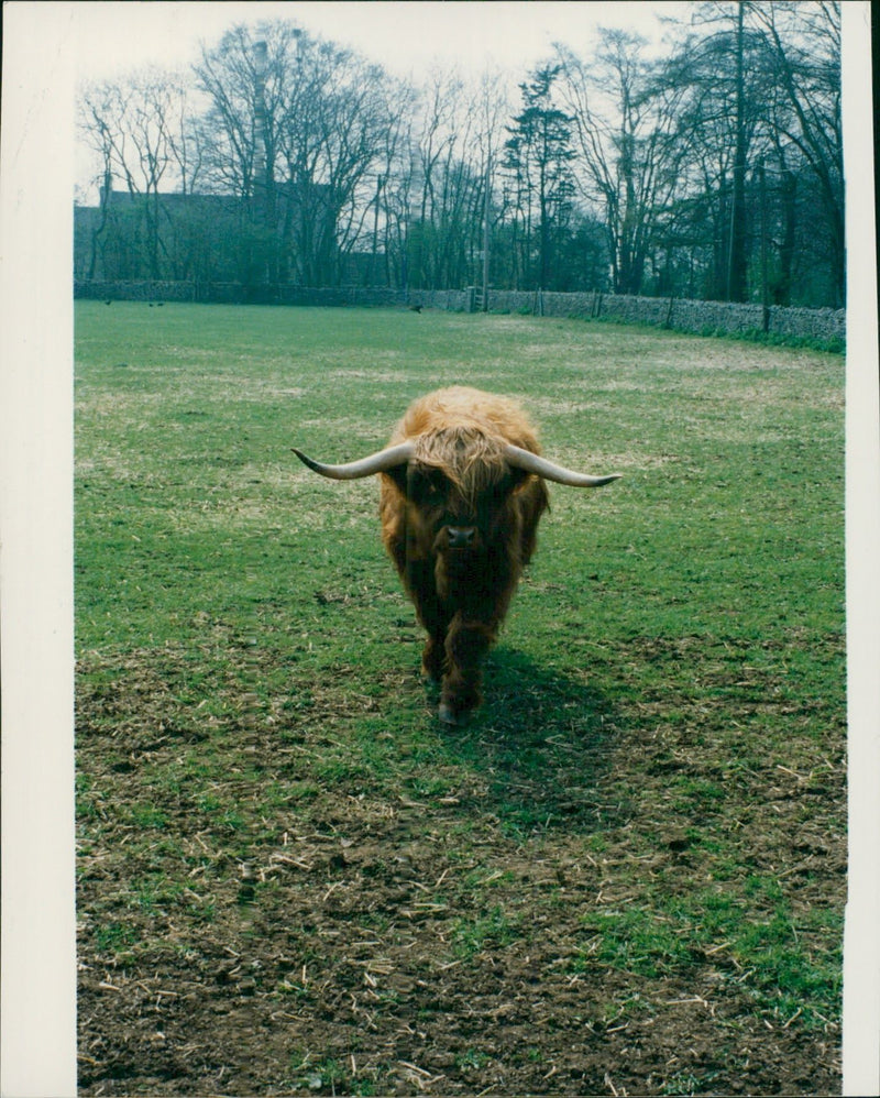 Animal , Cattle. - Vintage Photograph