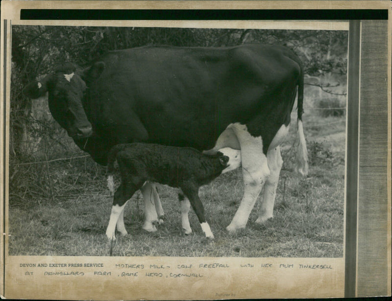 Animal , Cattle: - Vintage Photograph