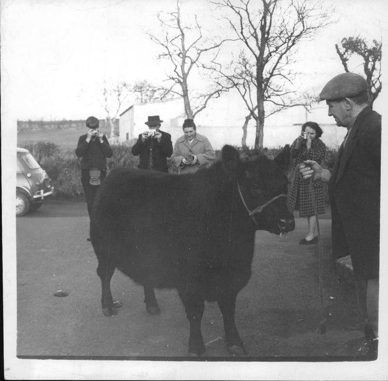 Animal , Cattle: The most famous heifer in Britain. - Vintage Photograph