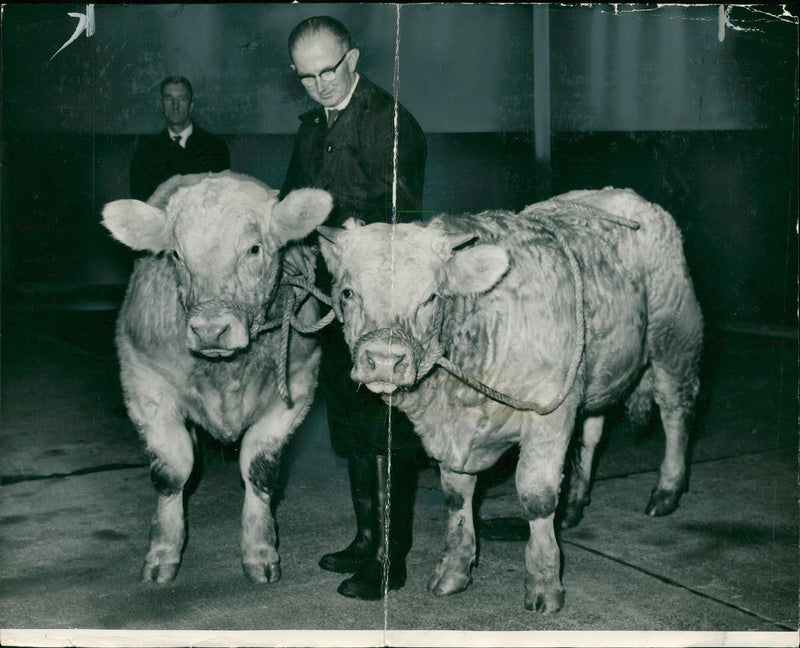 Animal , Cattle: Sacre and Superieur. - Vintage Photograph