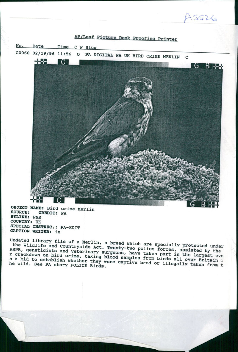 Merlin bird - Vintage Photograph