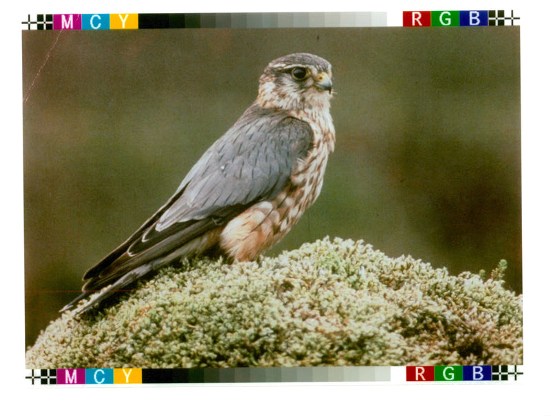 Merlin bird - Vintage Photograph