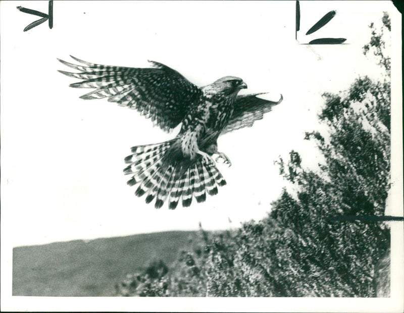 Merlin bird - Vintage Photograph