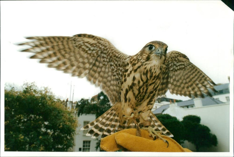 Merlin bird - Vintage Photograph