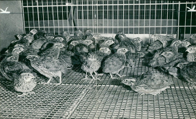 quail bird - Vintage Photograph