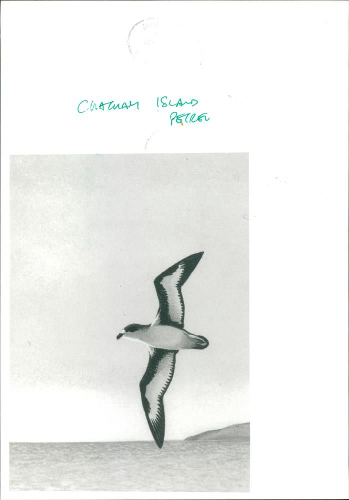 Petrel bird - Vintage Photograph