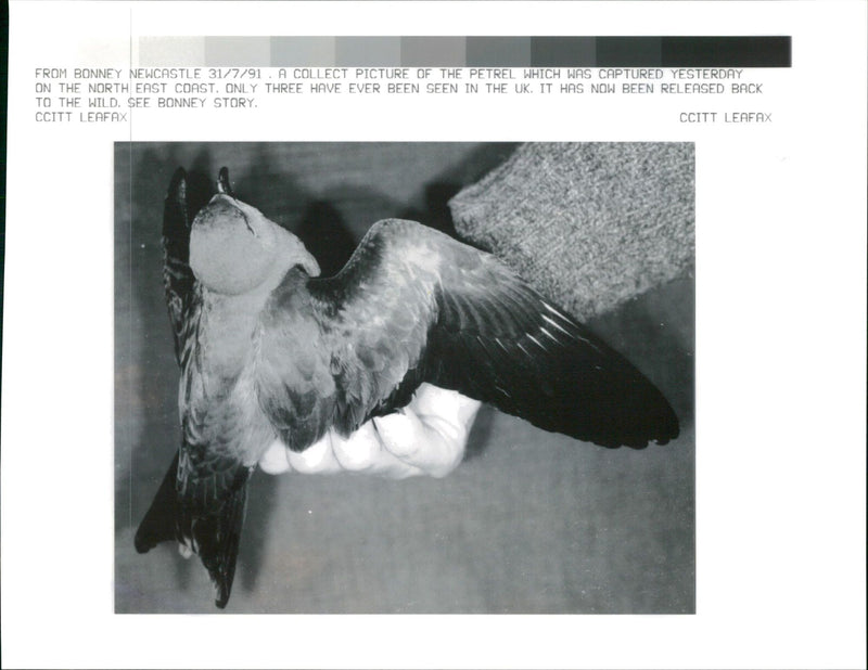 Petrel bird - Vintage Photograph