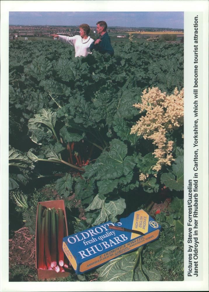 Rhubarb - Vintage Photograph