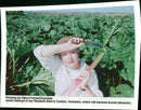 Rhubarb - Vintage Photograph