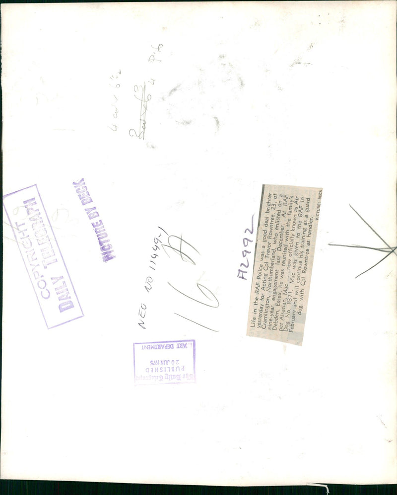 R.A.F dog: raf debden a guard dog. - Vintage Photograph