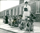 R.A.F a new police dog.cindy rathbone a wraf kennel maid. - Vintage Photograph