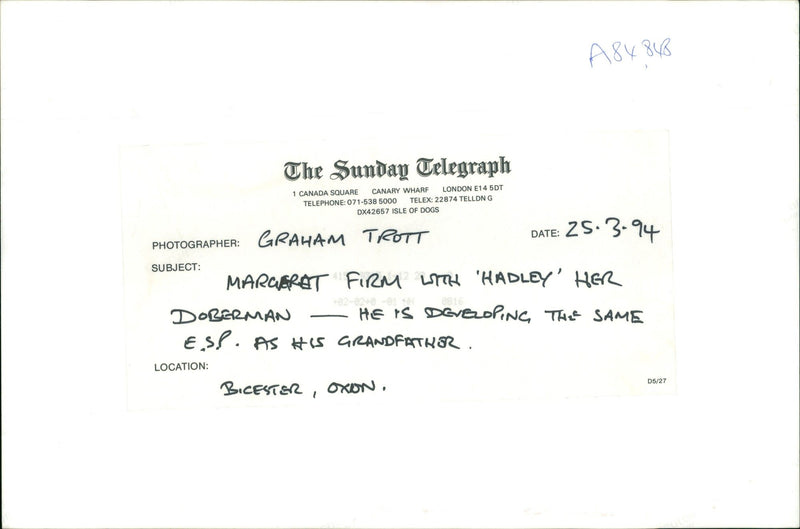 dogs doberman: - Vintage Photograph