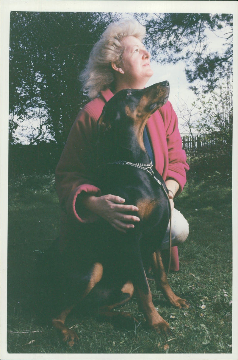 dogs doberman: - Vintage Photograph