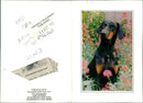 dogs doberman: - Vintage Photograph