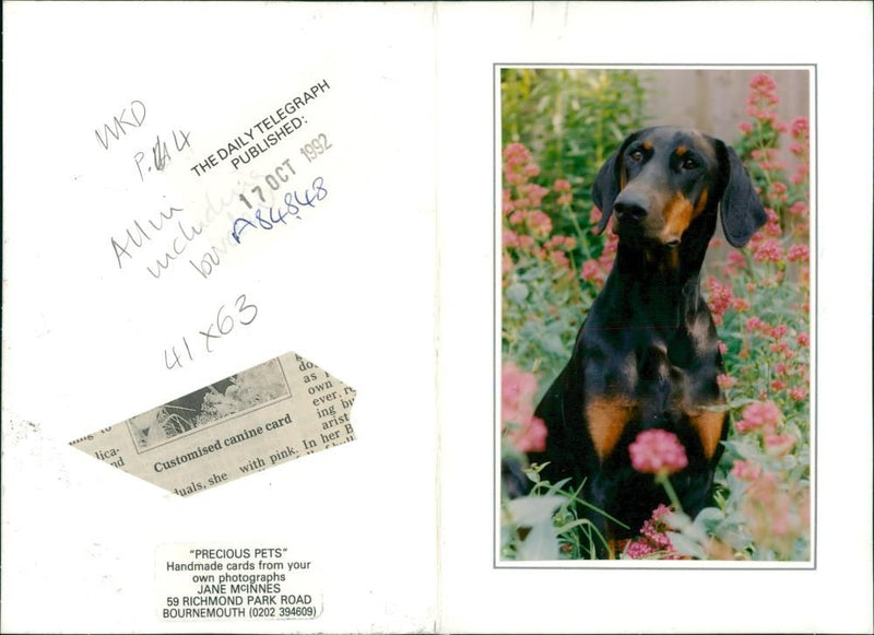 dogs doberman: - Vintage Photograph