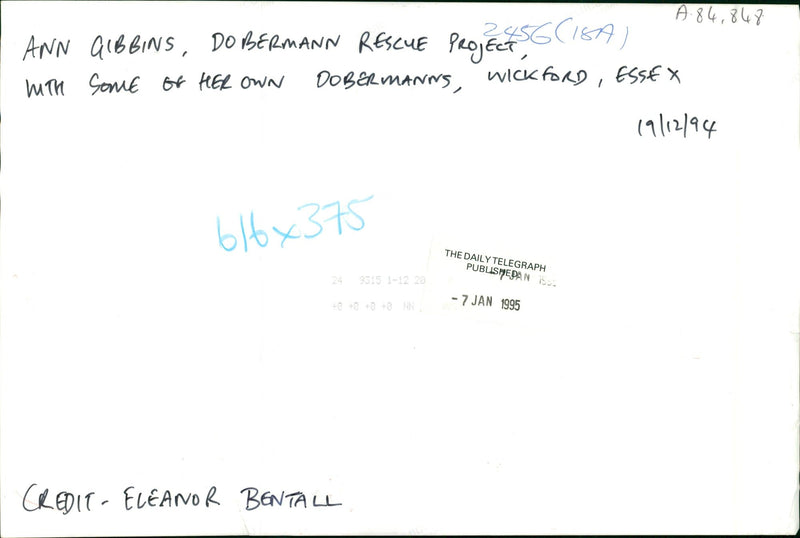 dogs doberman:ann gibbins - Vintage Photograph