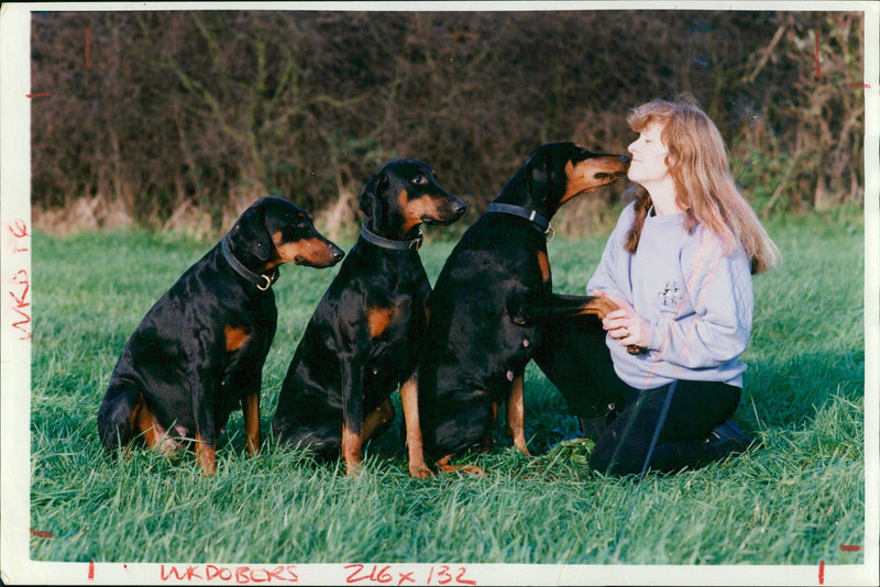 dogs doberman:ann gibbins - Vintage Photograph