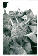 Vegetable Food:Eric Stone with Monster Cabbage. - Vintage Photograph