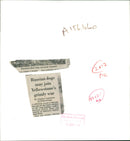 Dog: Karelian Bear Dog. - Vintage Photograph