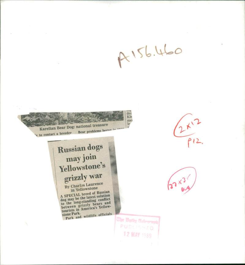 Dog: Karelian Bear Dog. - Vintage Photograph