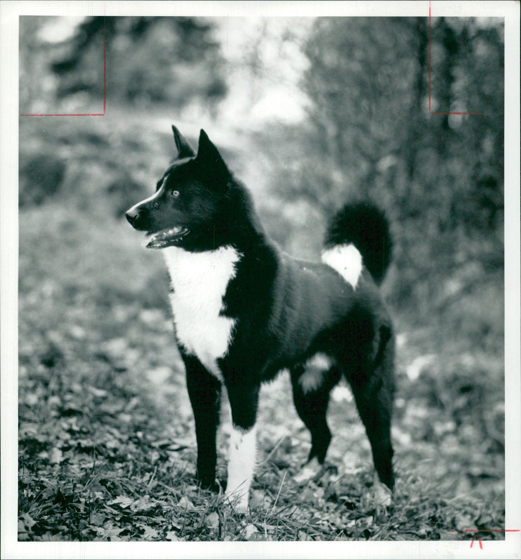 Dog: Karelian Bear Vintage Photograph1