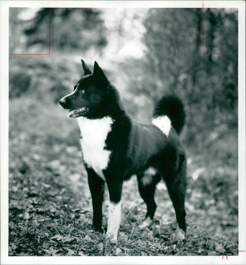 Dog: Karelian Bear Dog. - Vintage Photograph