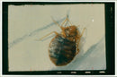 Insect: Bed Bug - Vintage Photograph