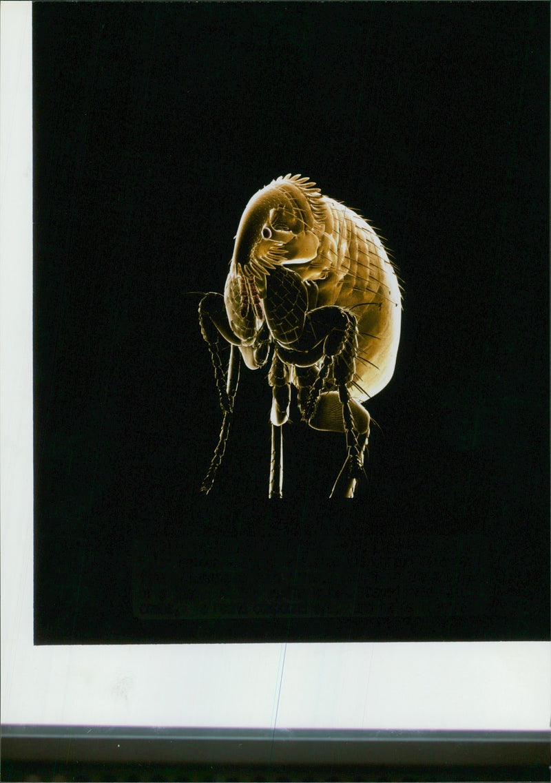 Fleas - Vintage Photograph