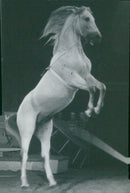 Circus Shcumann. One of Schumann's new Arabs - Vintage Photograph