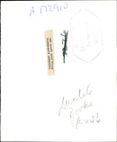 Yasunari Kawabata - Vintage Photograph