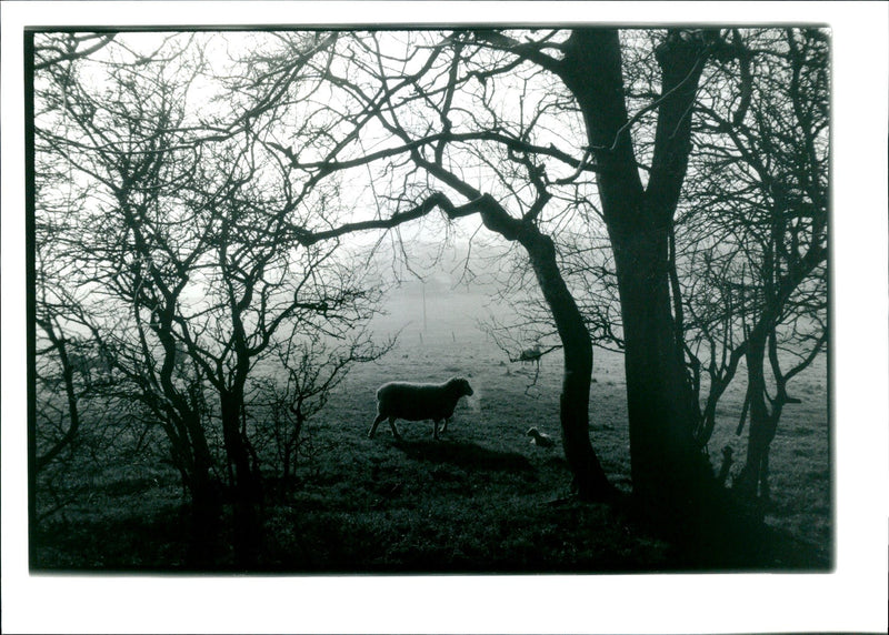 Mendip Hills. - Vintage Photograph