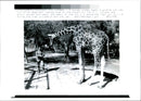 Iraq -un war kuwait city war damage:a syrian soldier feeds a giraffe who was out of his gage. - Vintage Photograph