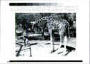 Iraq -un war kuwait city war damage:a syrian soldier feeds a giraffe who was of his gage hard. - Vintage Photograph