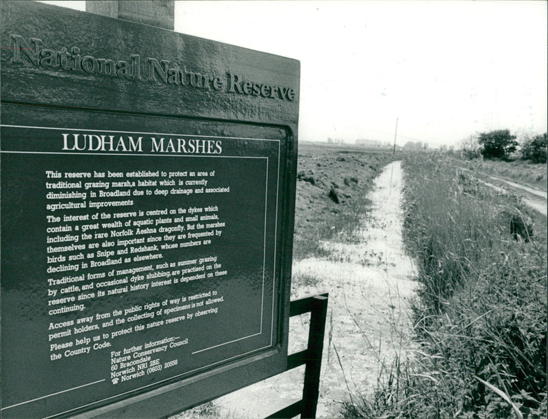 ludham: National Nature Reserve. - Vintage Photograph