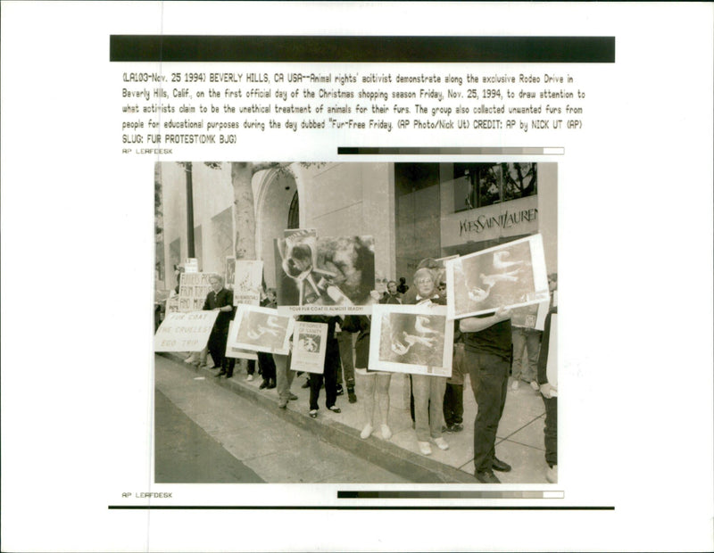 Animal rights activist demonstration. - Vintage Photograph