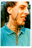 Stick Insect: - Vintage Photograph