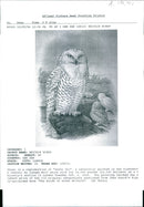 Alfredo Biondi: shown is a reproduction of snow owl. - Vintage Photograph