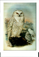 Alfredo Biondi: shown is a reproduction of snow owl. - Vintage Photograph
