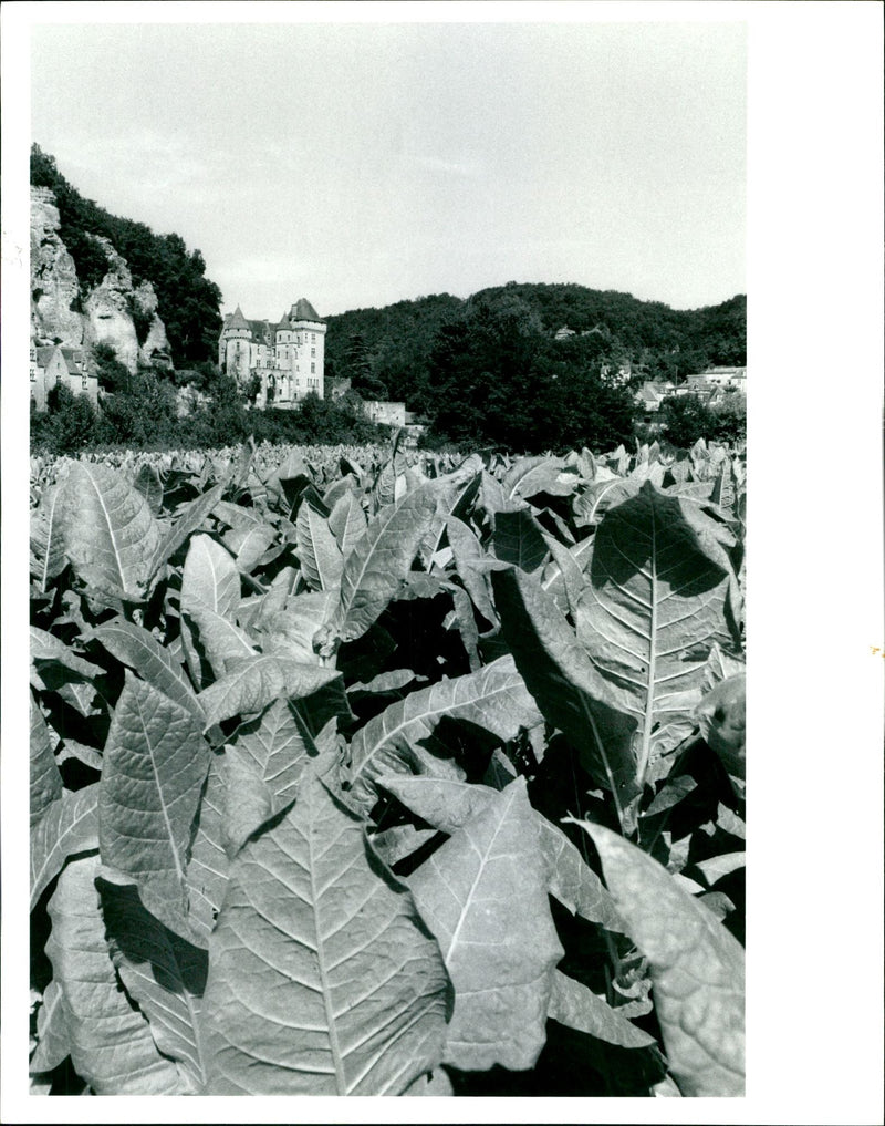 Tobacco and Chateau. - Vintage Photograph