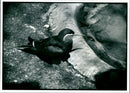 Bird: Terns. - Vintage Photograph