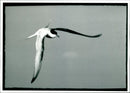 Bird: Terns. - Vintage Photograph