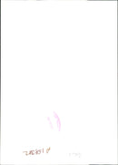 Bird: Terns. - Vintage Photograph