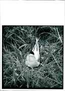 Bird: Terns. - Vintage Photograph