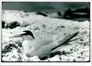 Bird: Terns: American Least Tern. - Vintage Photograph