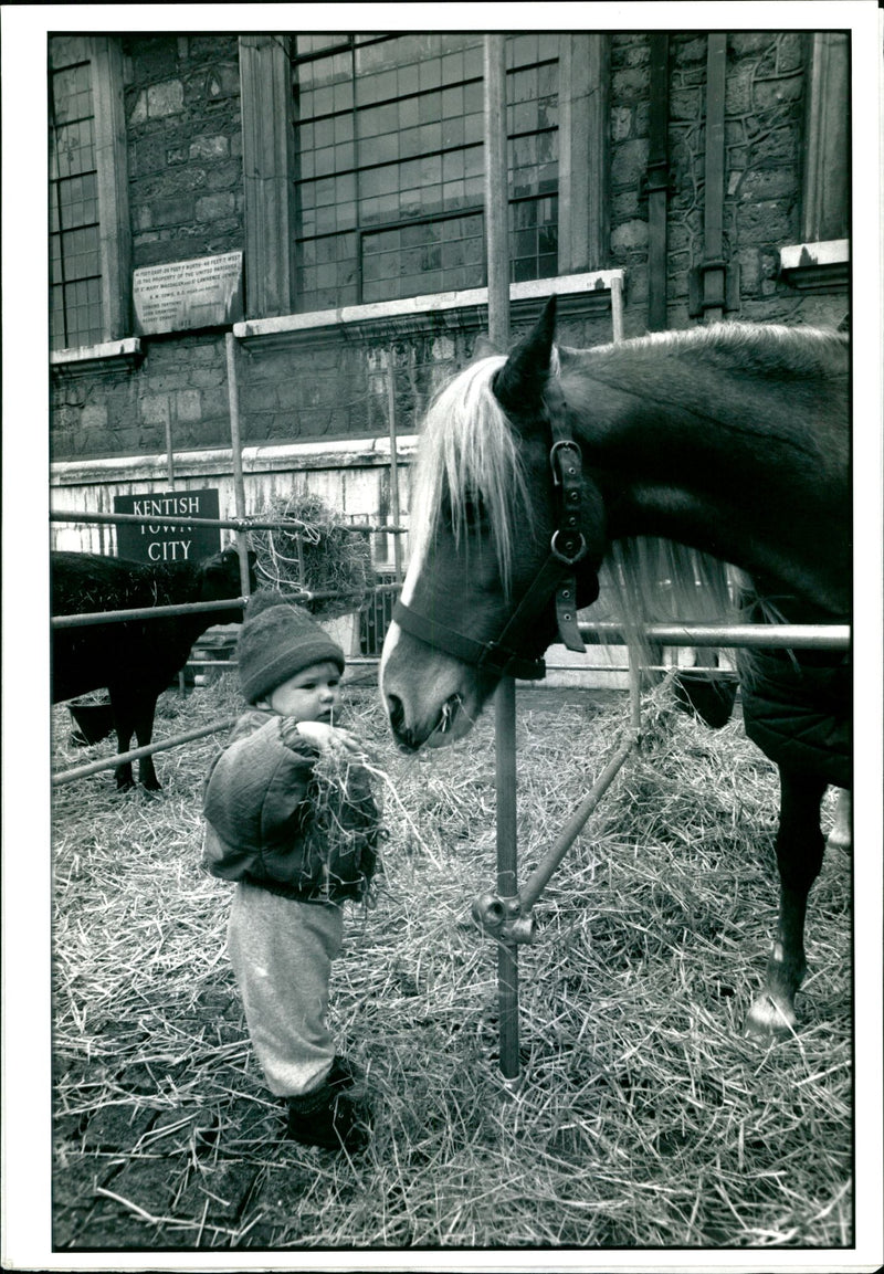 Animal in the City. - Vintage Photograph