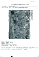 Royal Marines take a rest. - Vintage Photograph