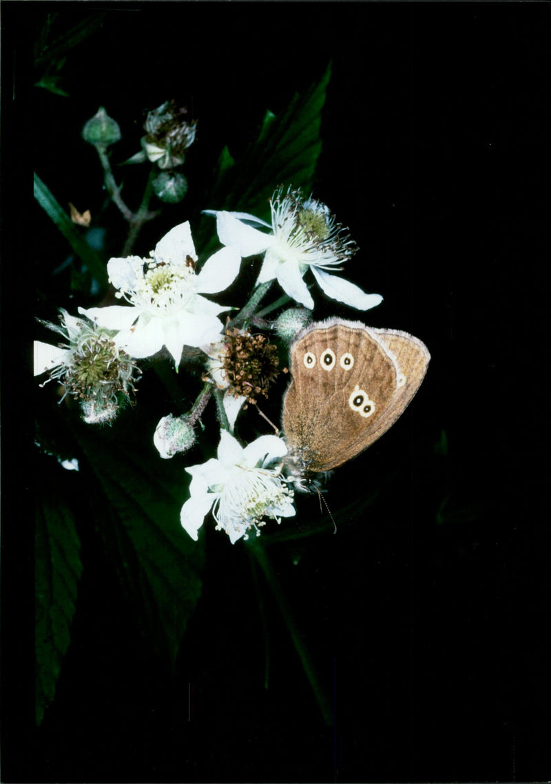 Butterflies: - Vintage Photograph