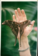 Butterflies: the biggest moth has hatched. - Vintage Photograph
