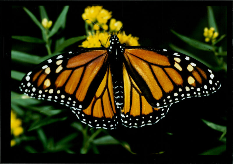 Butterflies: - Vintage Photograph